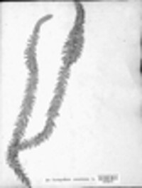 Spinulum annotinum image